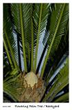 Palm Tree Flower