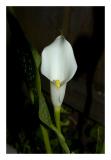 Cala Lily