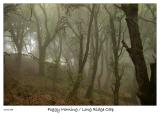 Foggy Trees of Long Ridge OSP