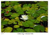 Blossoming Water Lily
