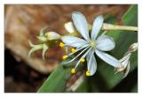 Tiny white flower
