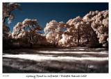 Grassy pond at Pichetti Ranch OSP in IR