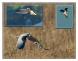 Birds of Arastradero Preserve