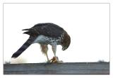Hawk at dinner
