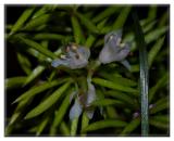 Tiny White Flowers