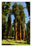 Giant Sequoias of Mariposa Grove