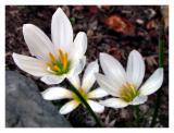 Backyard Crocus blossoms