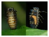 Lady Beetle Larvae