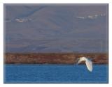 Flying Egret at the Sunnyvale Baylands