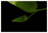 Sprouting a New Leaf