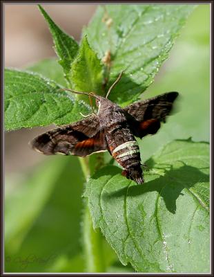 nessus sphinx moth, hovering