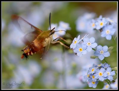 Family Sphingidae