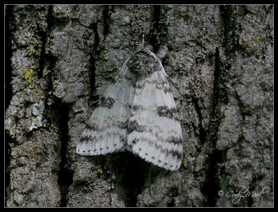 white underwing