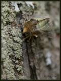 green-patched looper moth (Diachrysia balluca)aka hologram moth