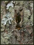 green-patched looper moth (Diachrysia balluca) aka hologram moth