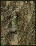 'green-patched looper moth. (Diachrysia balluca)  aka hologram moth