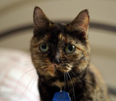Gracie