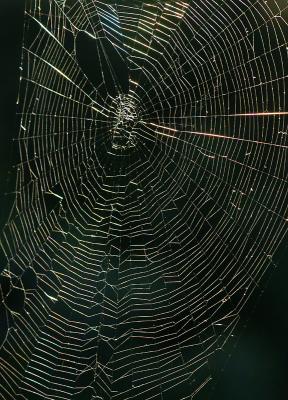 v3/76/125876/3/49819987.PICT1292SpiderWeb.jpg