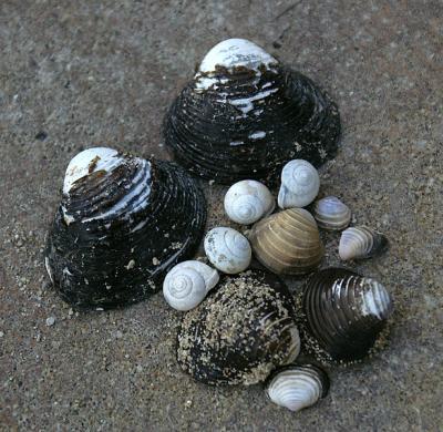 v3/76/125876/3/51206372.PICT1853Shells.jpg