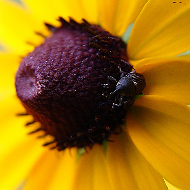 Bug on a daisy