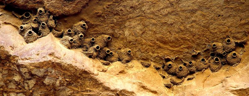 Cliff swallow nests, Chaco Canyon, New Mexico