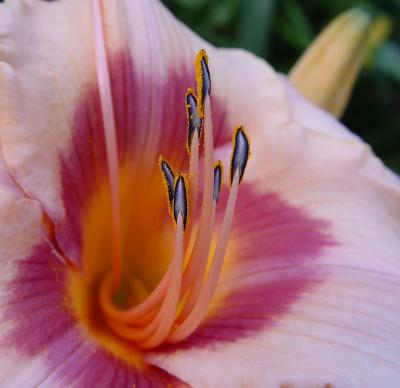 Pollen covered daylilies