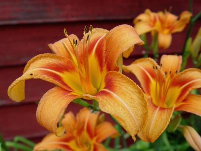 Daylilies on Red Barn