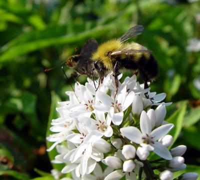 Bee on a flower