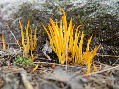 Yellow fungus