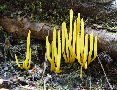 Yellow fungus