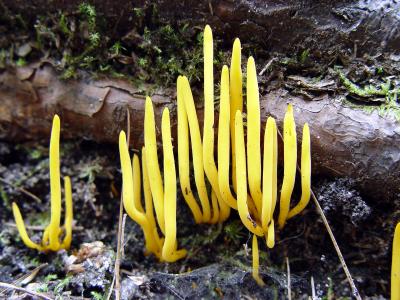 Yellow fungus
