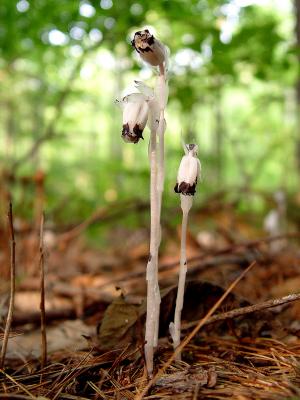 Indian pipes in the forest