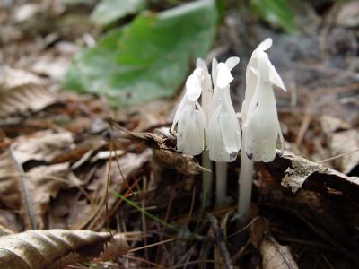 Emerging indian pipes in the forest