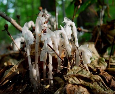 Indian pipes in the forest