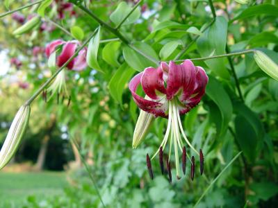 Oriental lilies