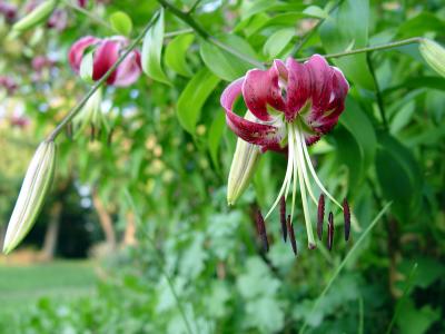 Oriental lilies