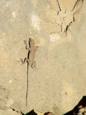 Chaco Canyon lizard

DSC05002.jpg