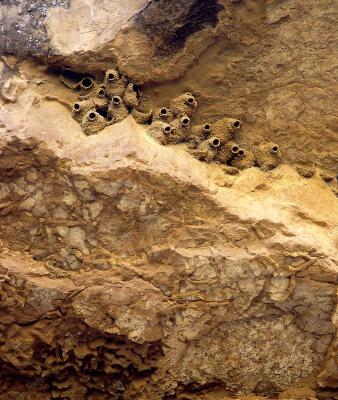 Cliff swallow nests, Chaco Canyon, New Mexico
DSC05182.jpg
