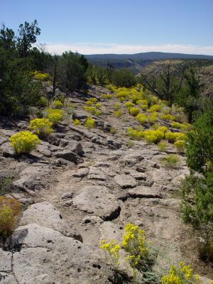 Rabbit Brush Flowers
Bandelier National Monument
 New Mexico