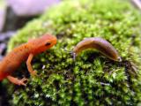 Red Newt meets slug