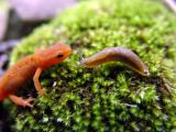Red spotted newt meets slug
