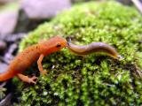 Red spotted newt meets slug