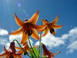 Orange Tiger Lilies in Blue Sky