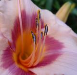 Pollen covered daylilies