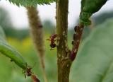 Ants guarding aphids