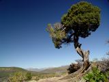 Twisted juniper, Black Canyon of the Gunnison, Colorado