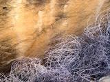 Tumbleweed and sandstone