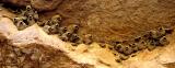 Cliff swallow nests, Chaco Canyon, New Mexico