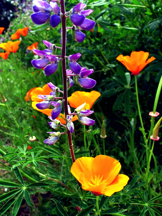 Wildflowers