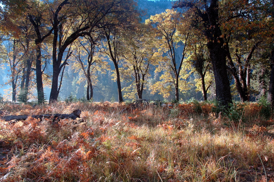 Fall in Yosemite Valley